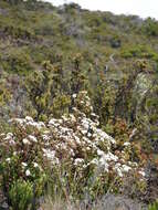 صورة Ageratina adenophora (Spreng.) R. King & H. Rob.