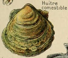 Image of Native oyster