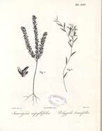 Image of Milkwort