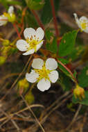 Image of Virginia strawberry