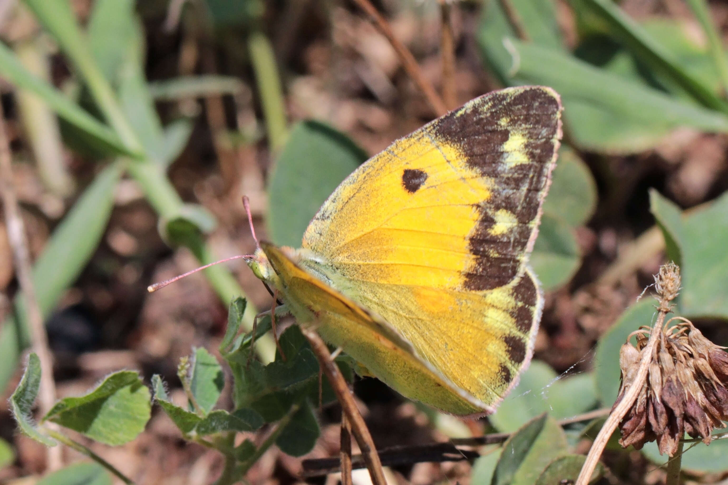 Image of clouded yellow