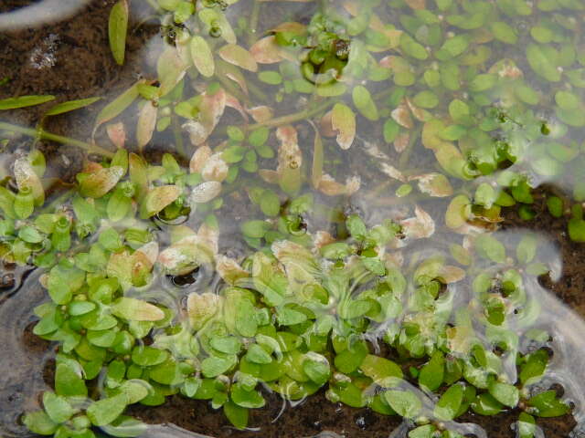 Image of Mudwort