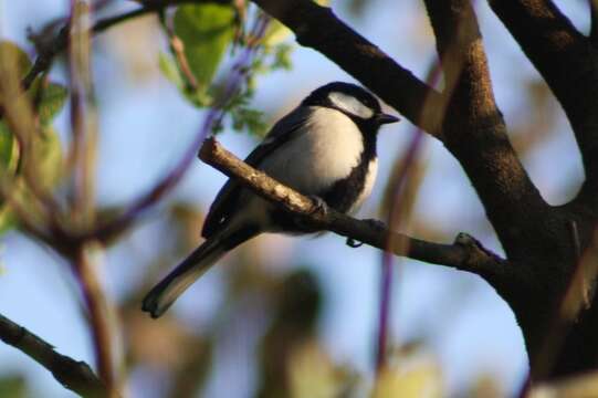 Image of Japanese Tit