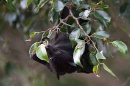 Image of Black Flying Fox