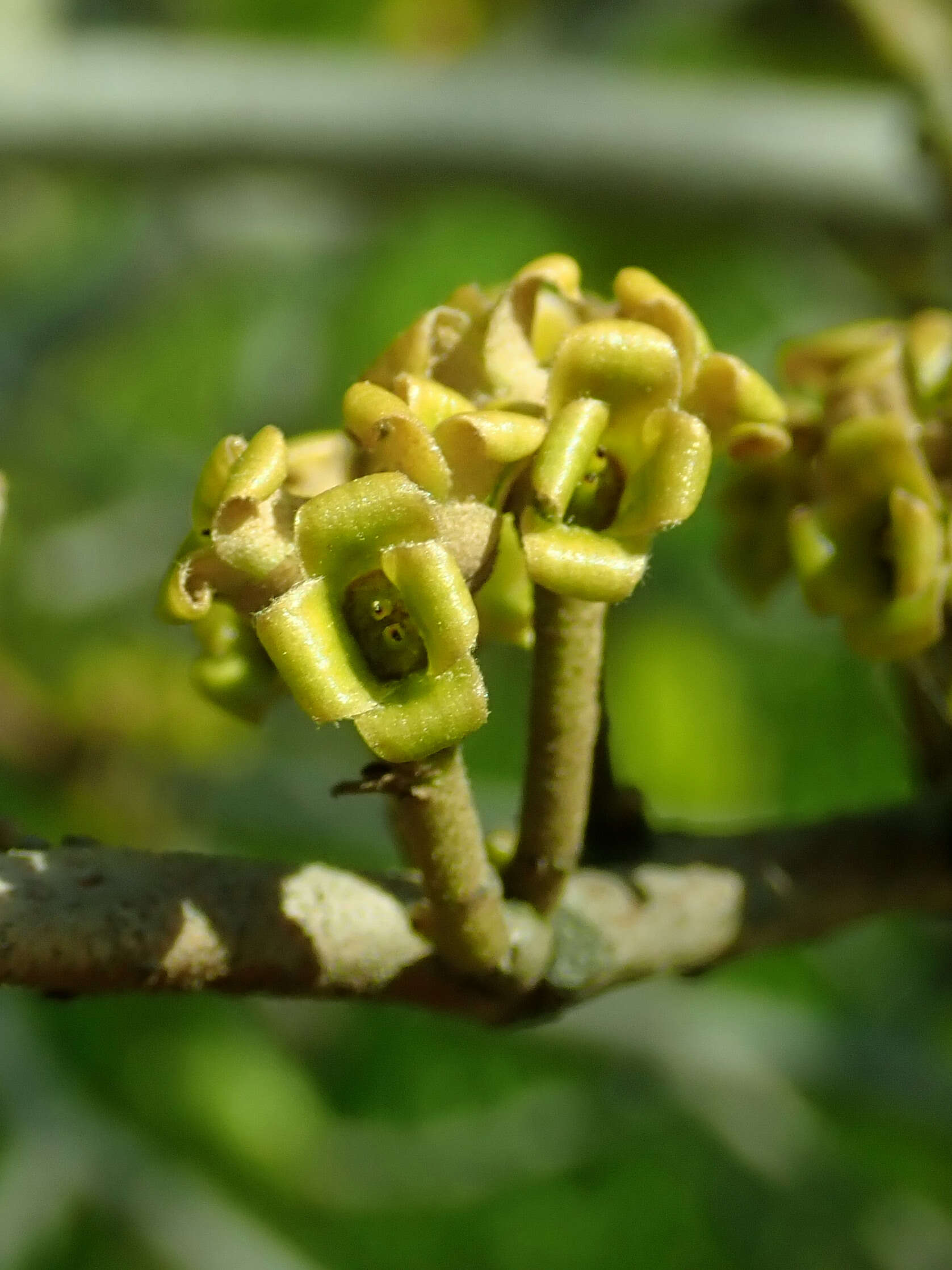 Image of American witchhazel