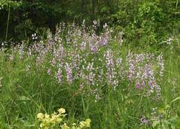 Imagem de Vicia tenuifolia Roth