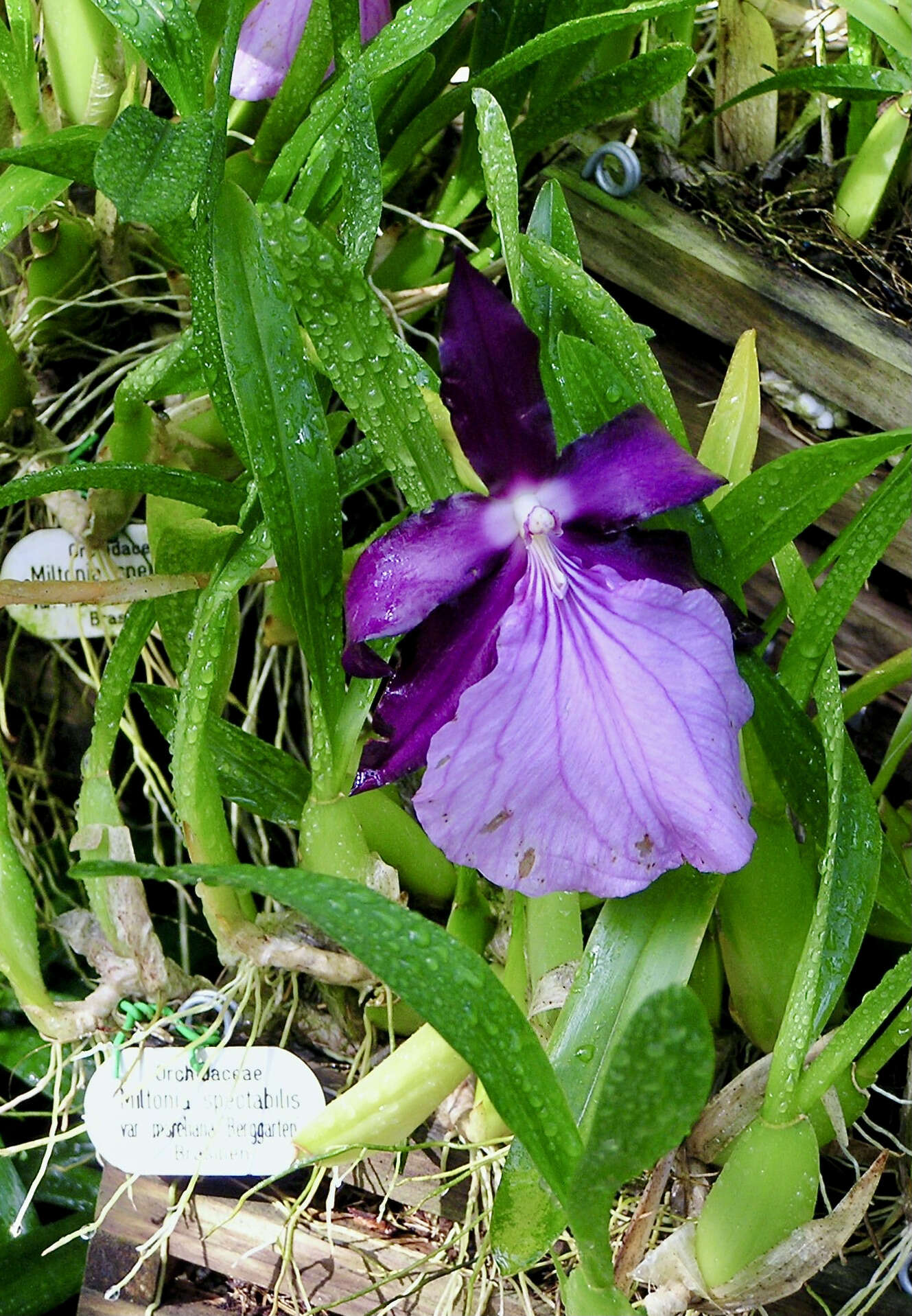 Image of Miltonia moreliana A. Rich.