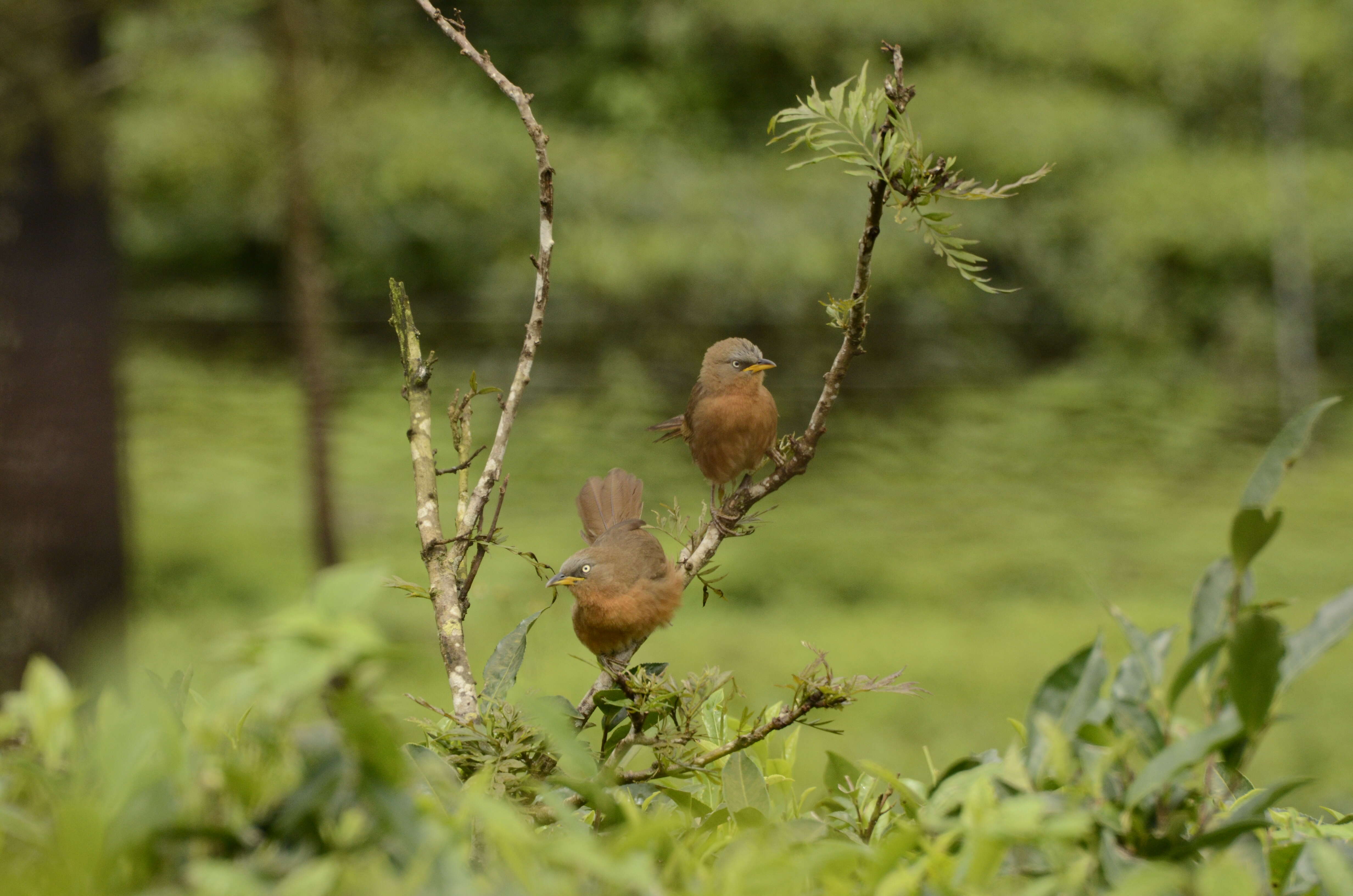 Image of Rufous Babbler