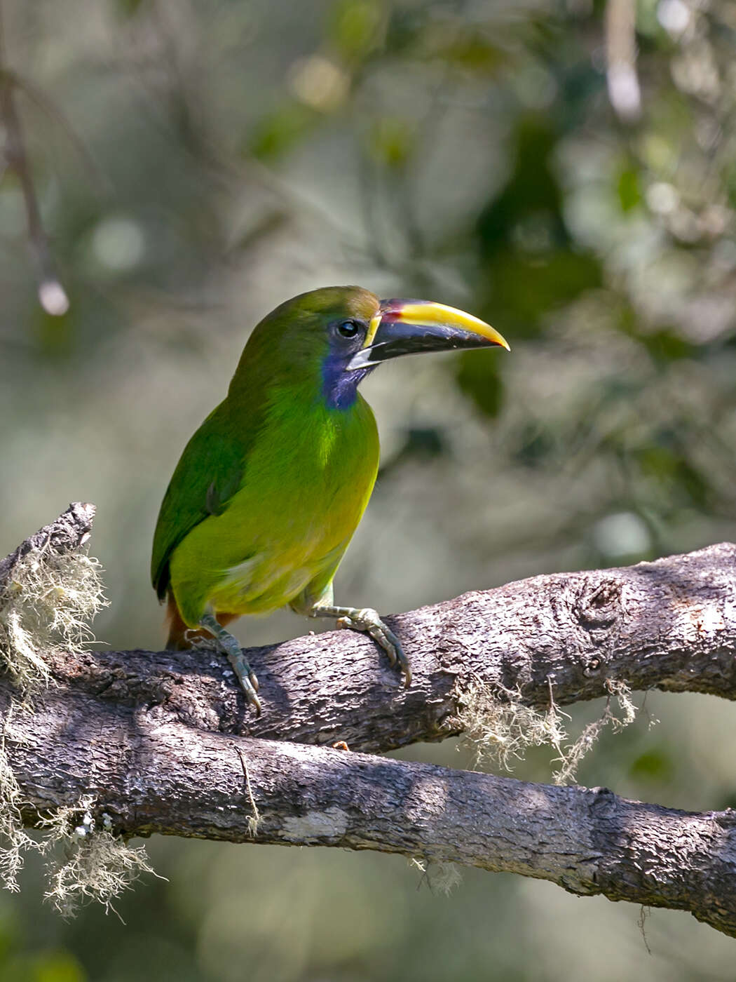 Image of Blue-throated Toucanet