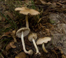 Imagem de Lepiota cortinarius J. E. Lange 1915