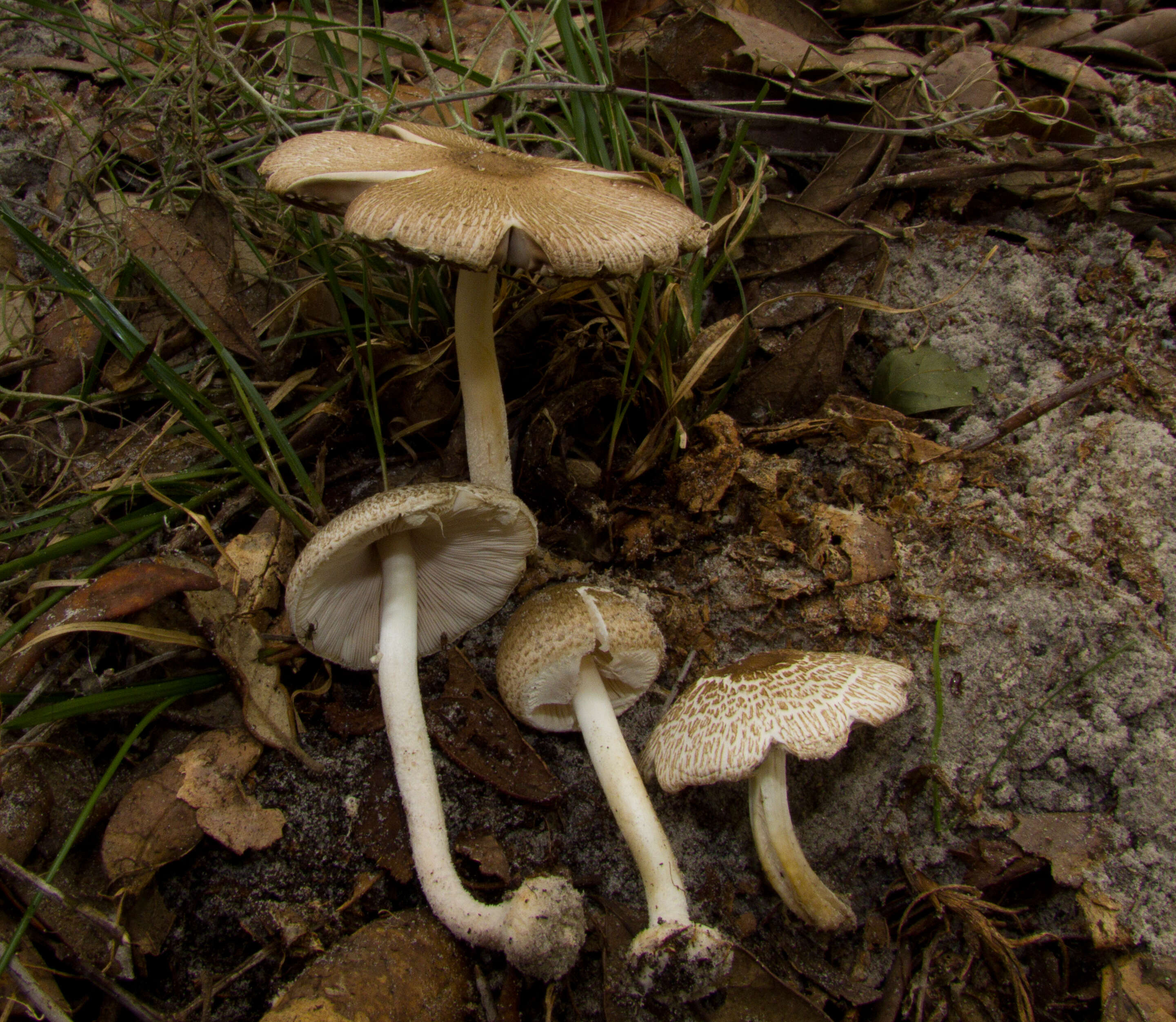 Image of Lepiota cortinarius J. E. Lange 1915