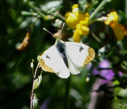 Image de Aurore de Provence