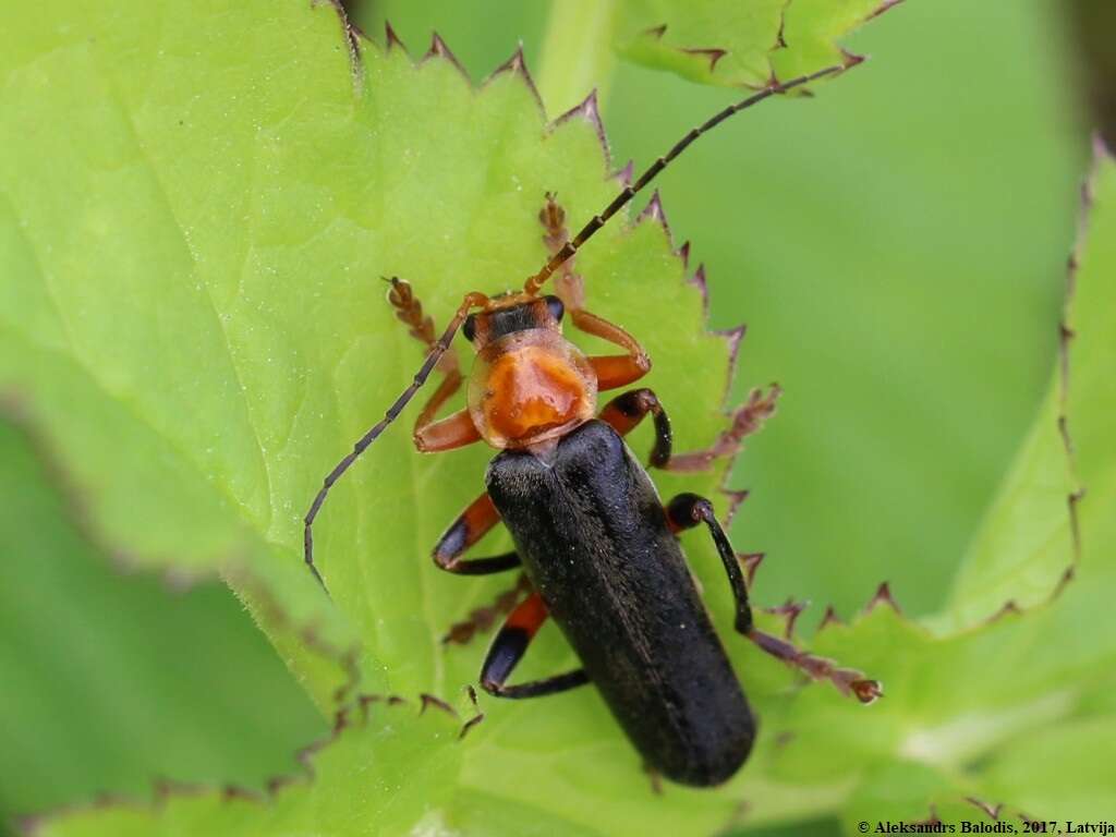 Image of Cantharis livida