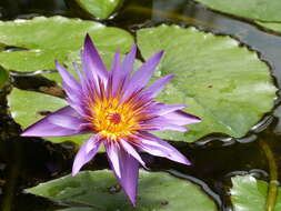 Image of Cape Blue Water-Lily