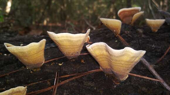 Image of False turkeytail