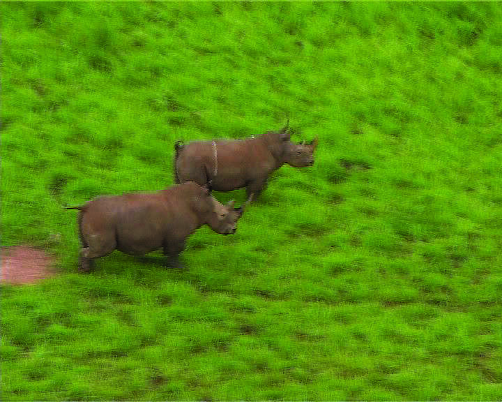 Image of Northern Square-lipped Rhinoceros