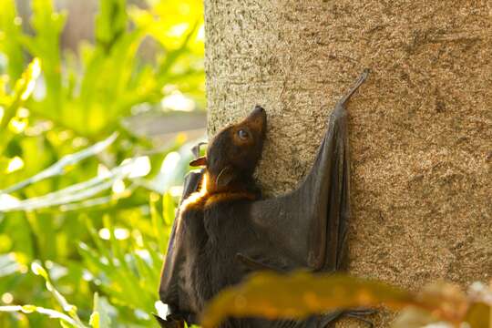 Image of Black Flying Fox