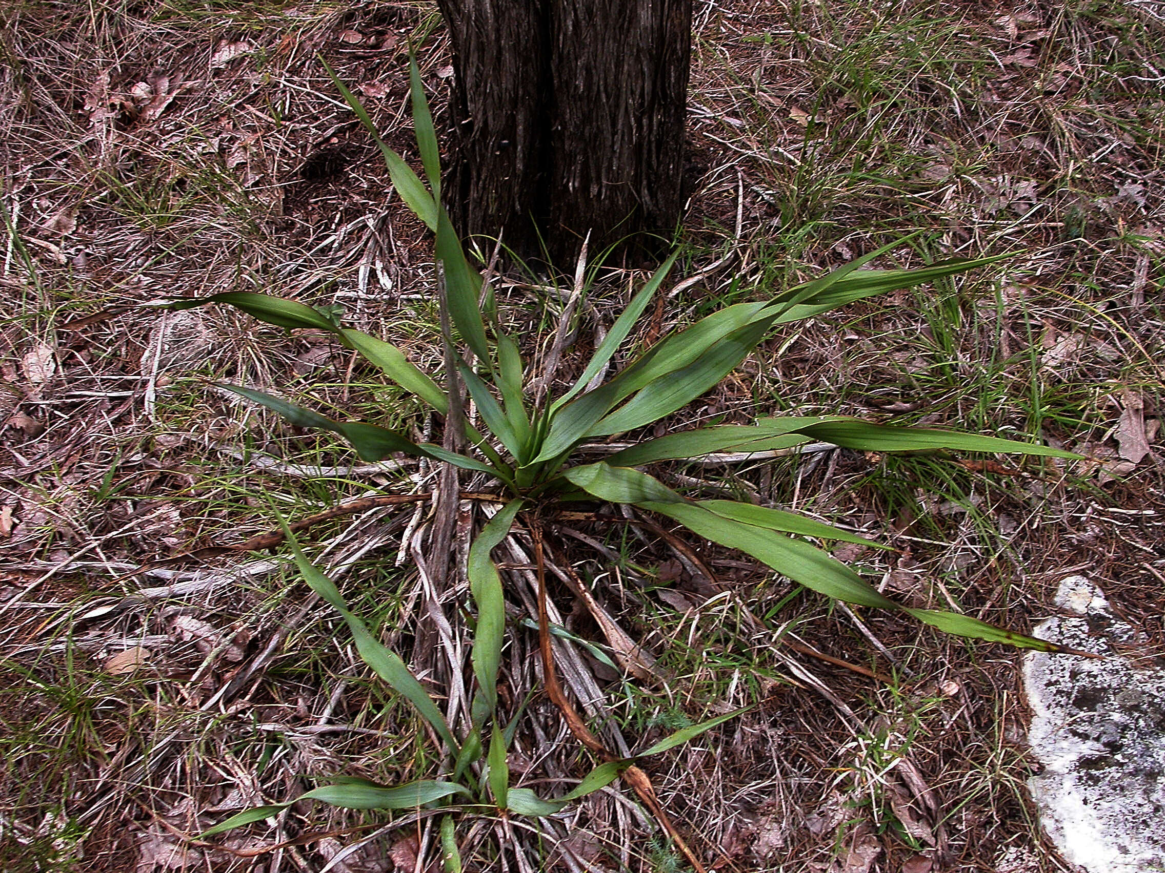 Image of Texas yucca