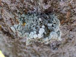 Image of Cartilage lichen