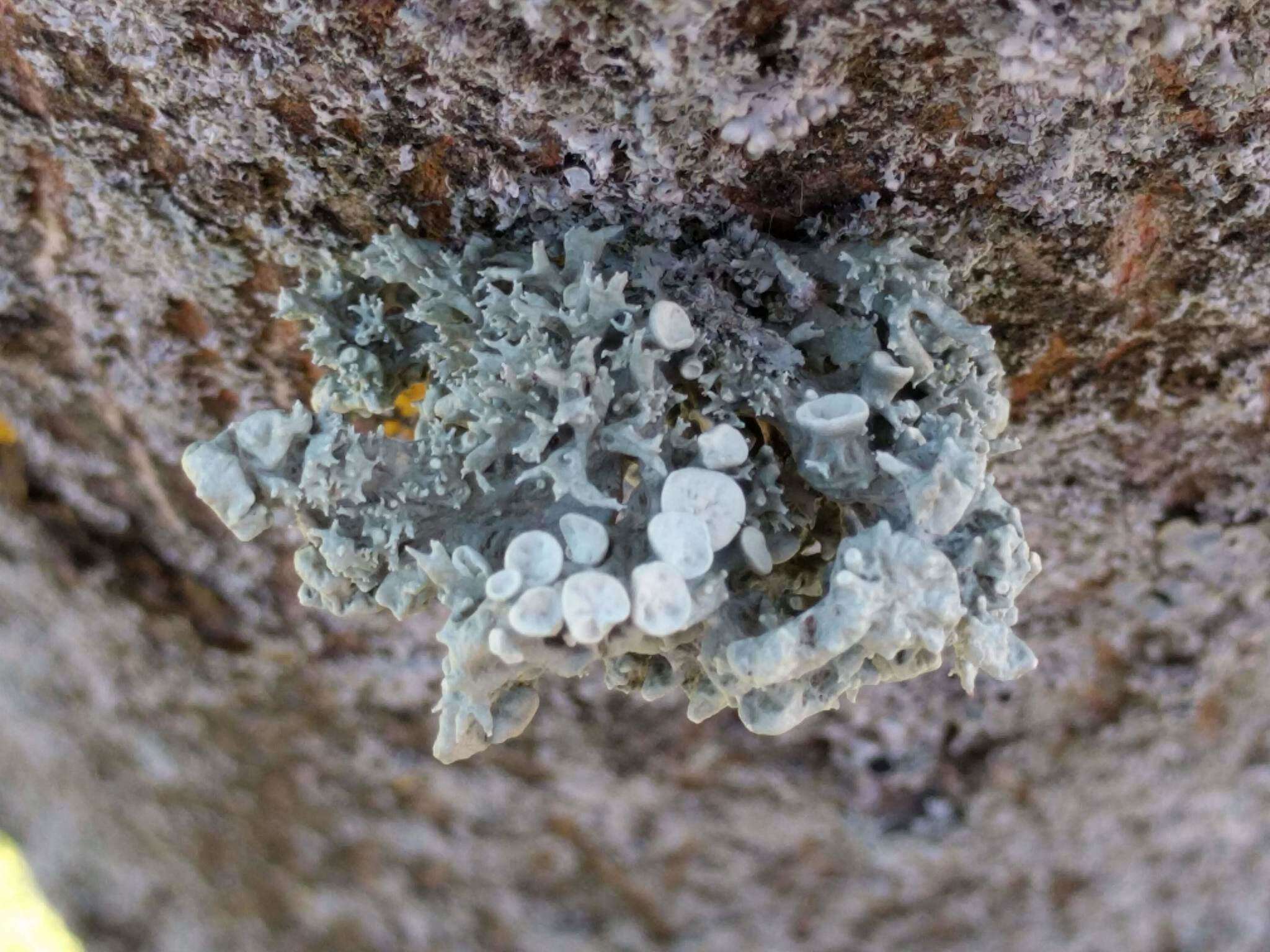 Image of Cartilage lichen