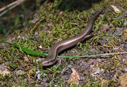 Image of European Copper Skink