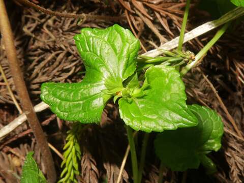 Слика од Viola mirabilis L.