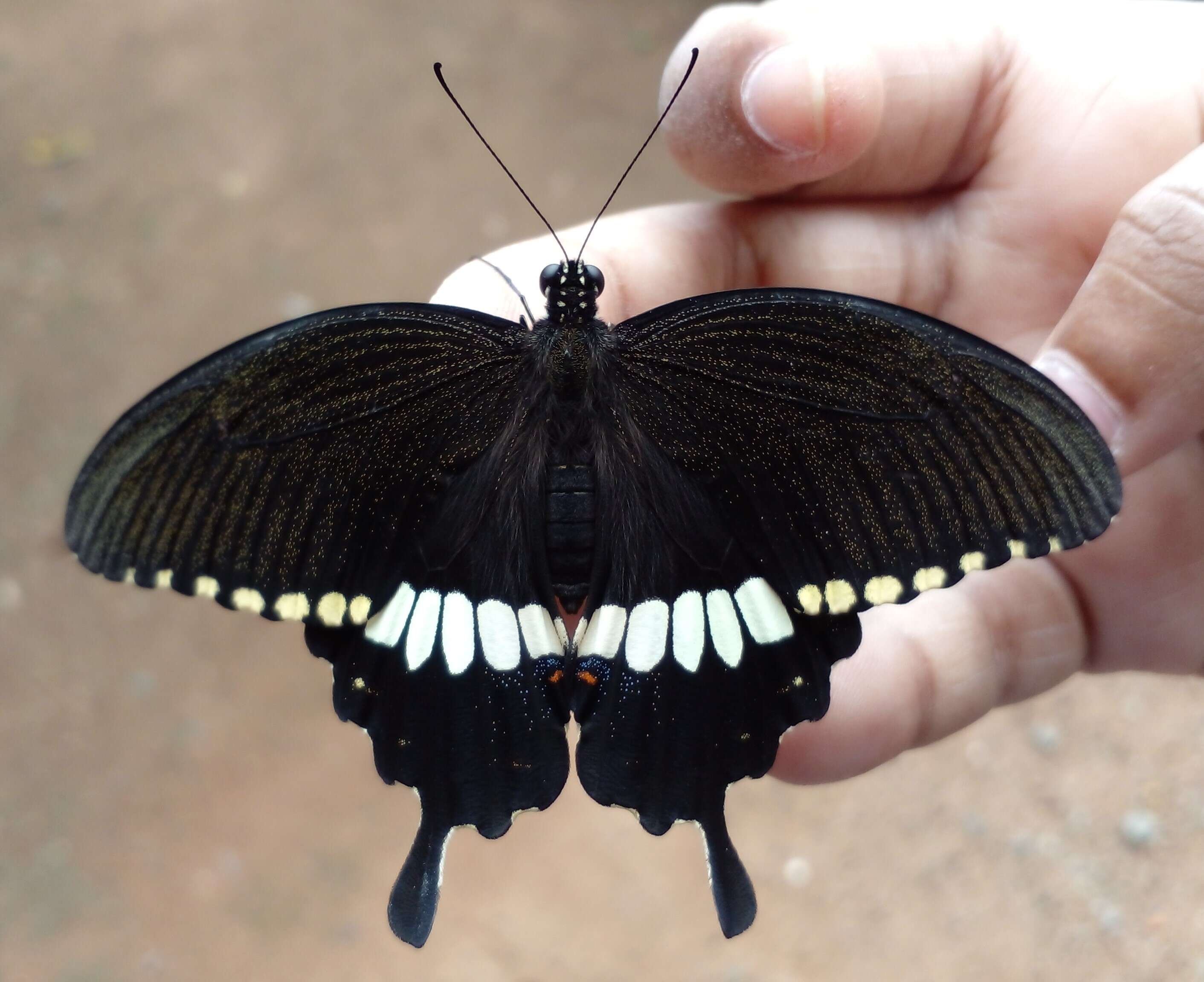 Image of Papilio polytes Linnaeus 1758