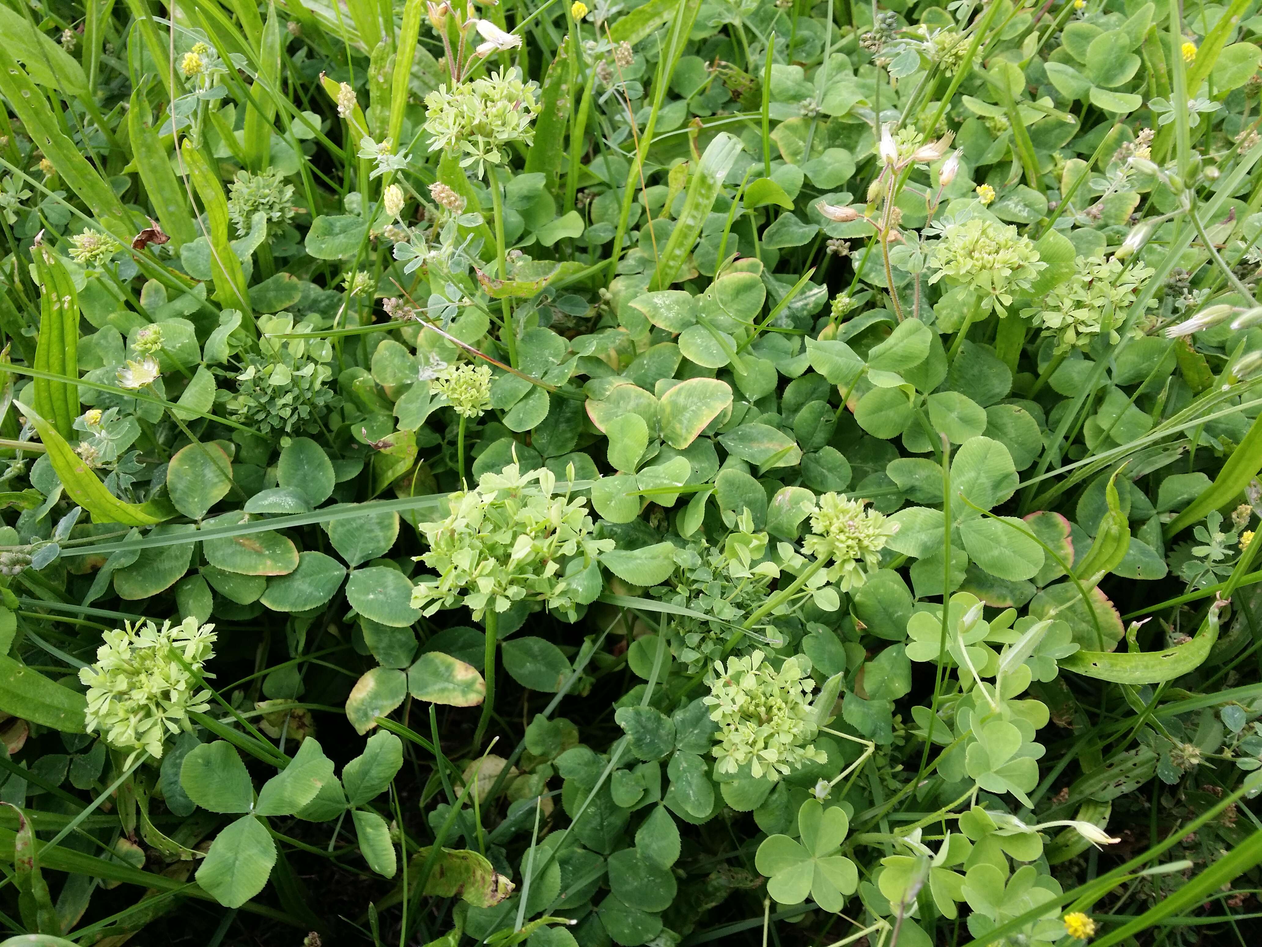 Image of white clover