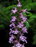 Image of Lesser purple fringed orchid