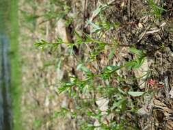 Image of american speedwell