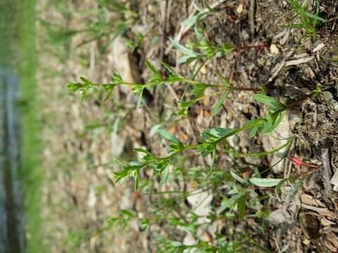 Image of american speedwell