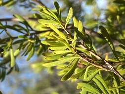 Image of Homoranthus clarksonii L. M. Copel.