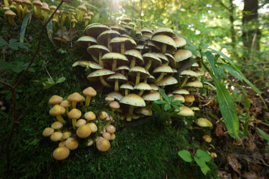 Image of Hypholoma fasciculare (Huds.) P. Kumm. 1871