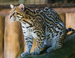 Image of Ocelot