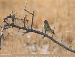 Image of Fire-fronted Serin