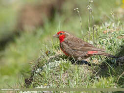 Image of Red-fronted Rosefinch