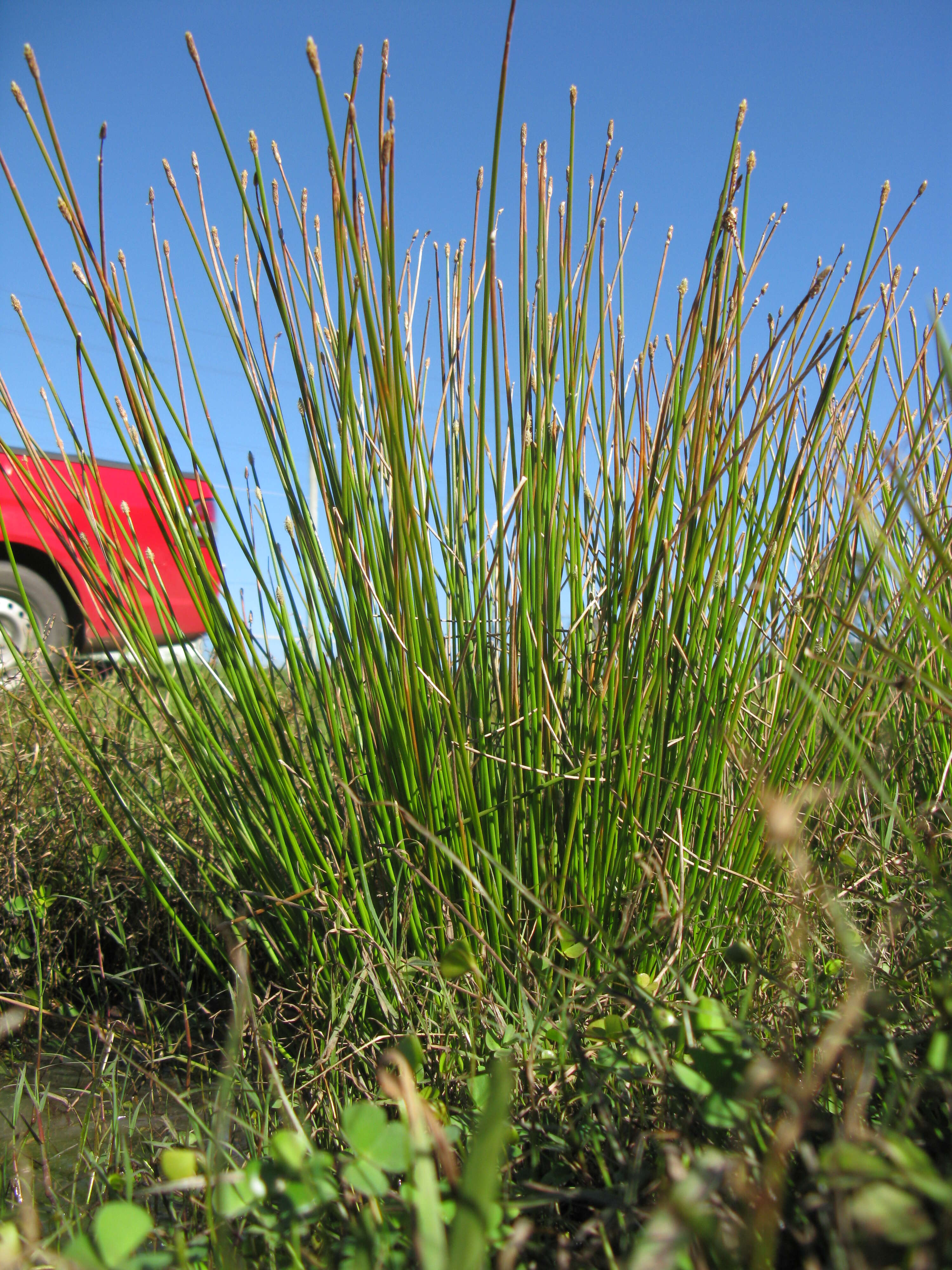 صورة Eleocharis cylindrostachys Boeckeler