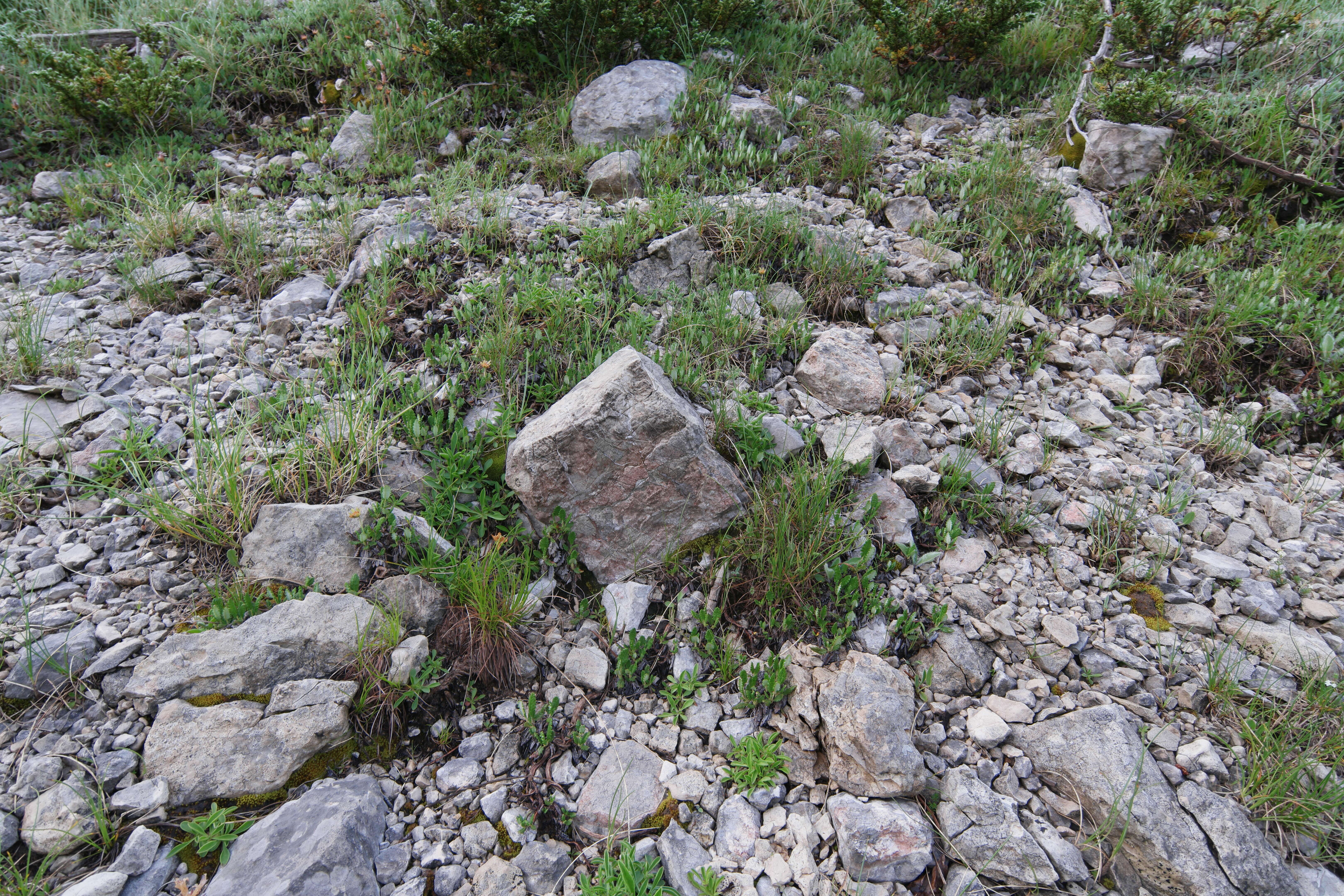 Imagem de Dryas octopetala L.