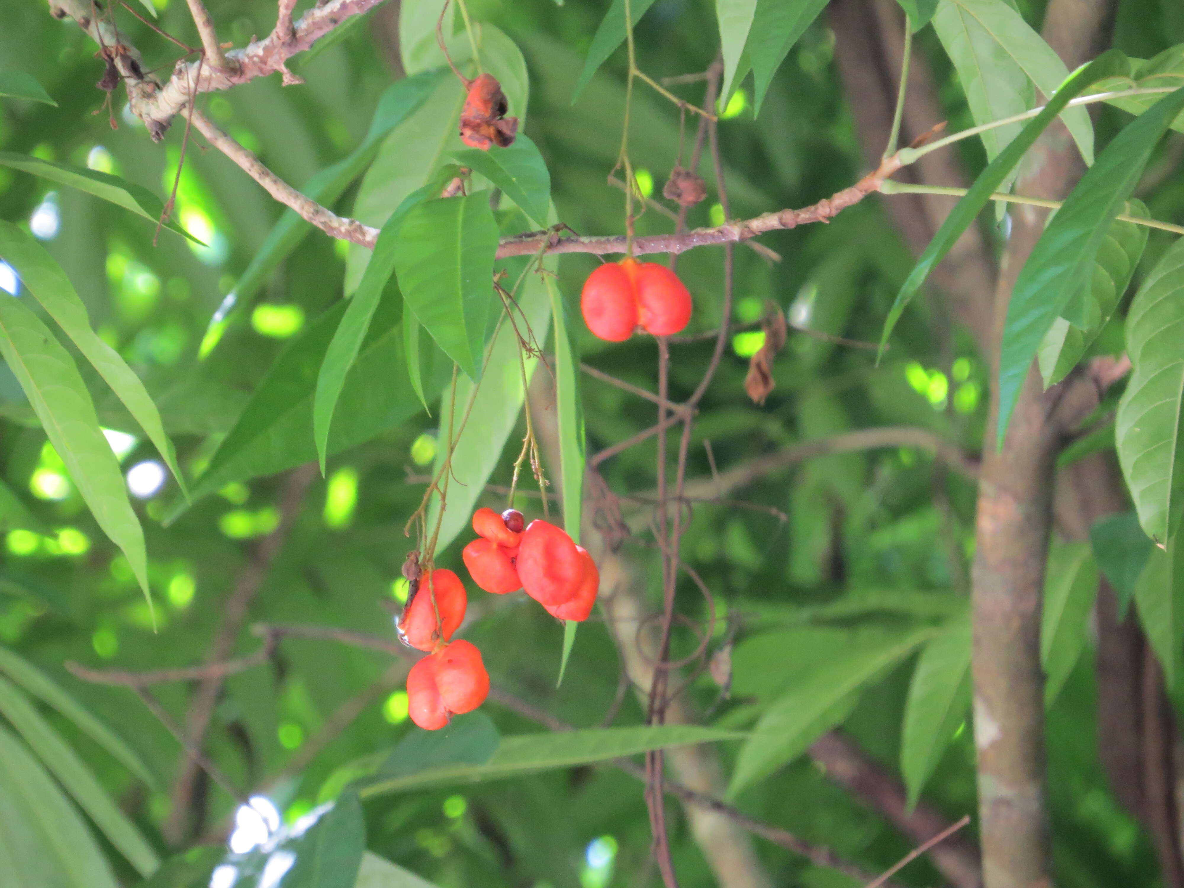 Image of tulip-wood tree