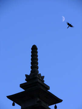 Image of Oriental Magpie