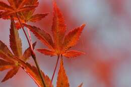 Image of Japanese maple