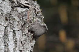 Image of Phellinus tremulae (Bondartsev) Bondartsev & P. N. Borisov 1953