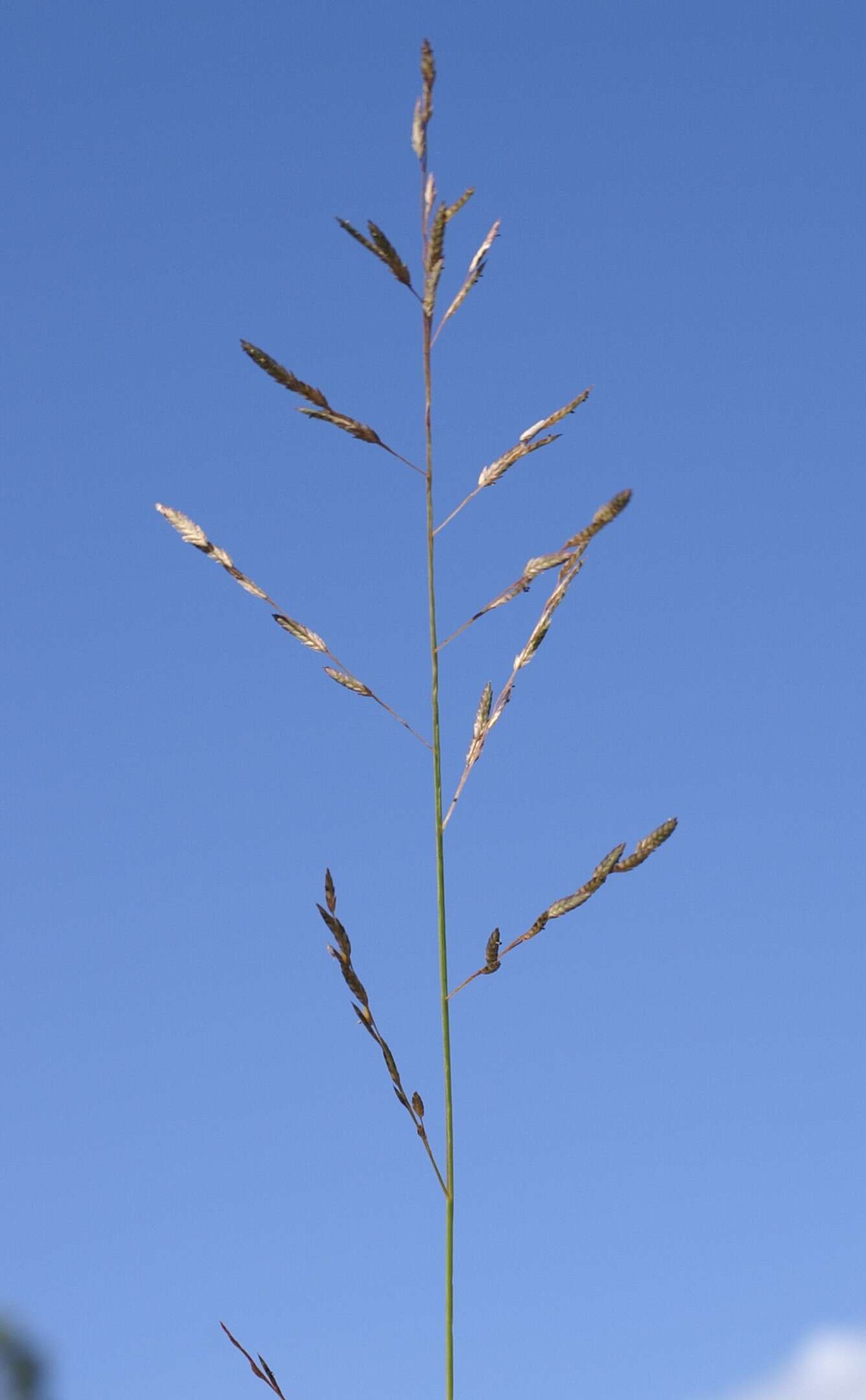 Image of Brown's lovegrass