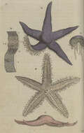 Image of Common sea star