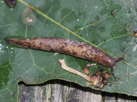 Image of grey field slug