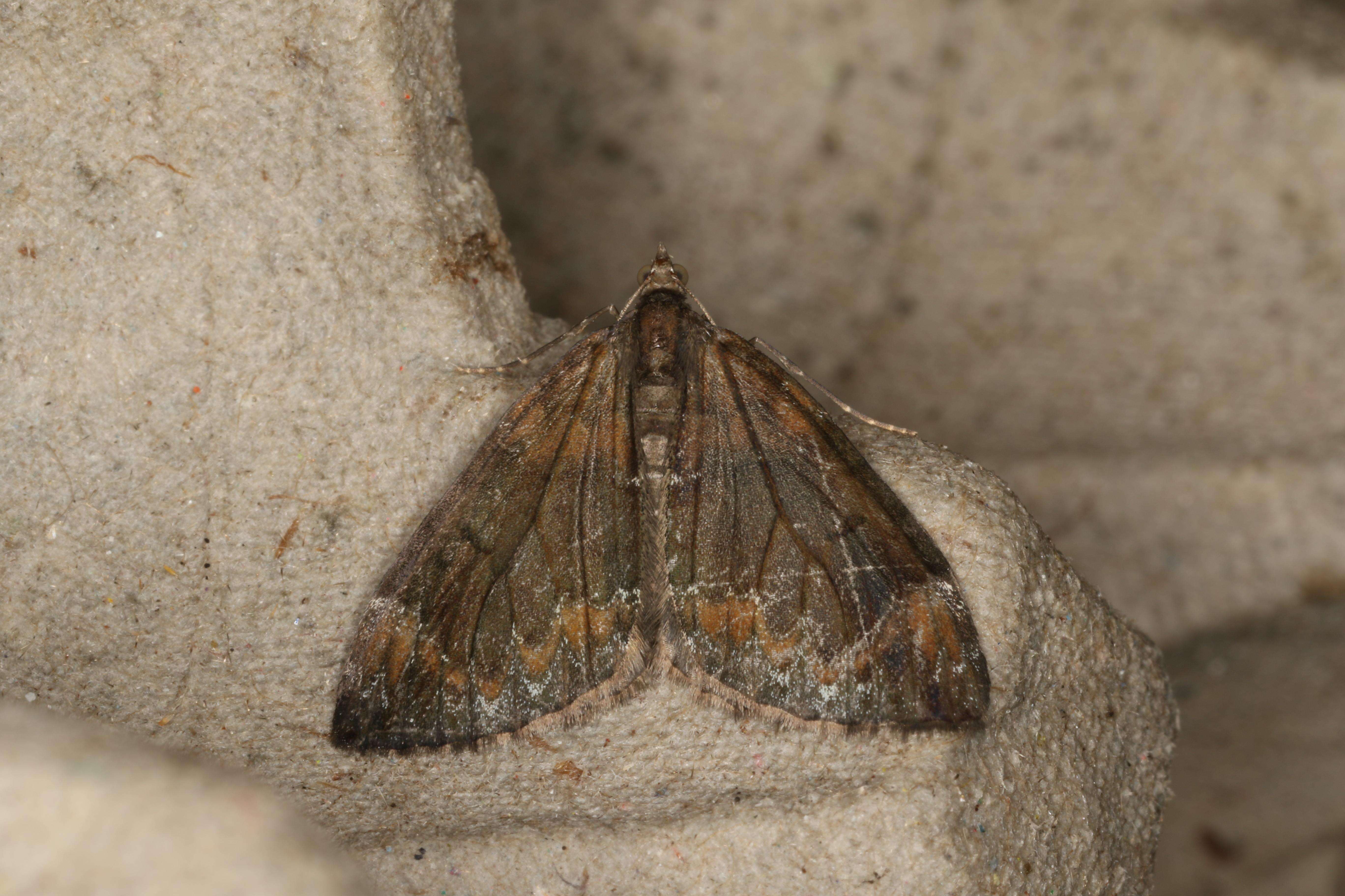 Image of common marbled carpet