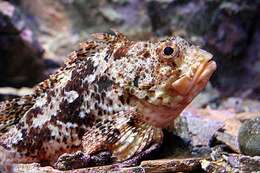 Image of Spiny scorpionfish