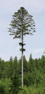 Image of Silver Fir