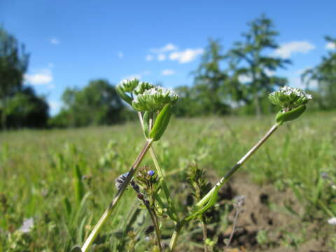 Image of Lewiston cornsalad