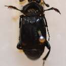 Nicrophorus (Nicrophorus) kieticus Mroczkowski 1959 resmi